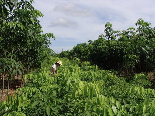 海南橡膠集團多路突圍破局產業(yè)寒冬